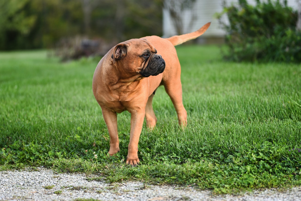 Hund beißt sich in Schwanz/Rute: Was tun?