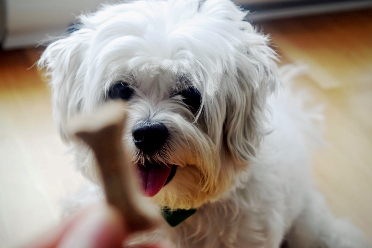 Sind Shih Tzu Hunde allergenfrei?