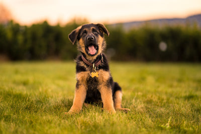 So trainierst du deinen Deutschen Schäferhund Welpe richtig