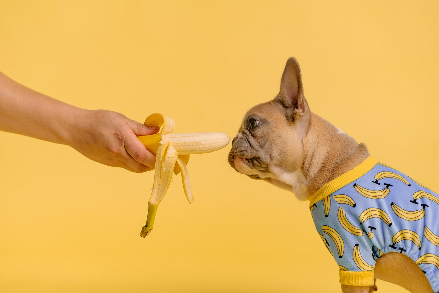 Dürfen Hunde Bananen essen?