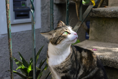 Über 30 italienische Katzennamen