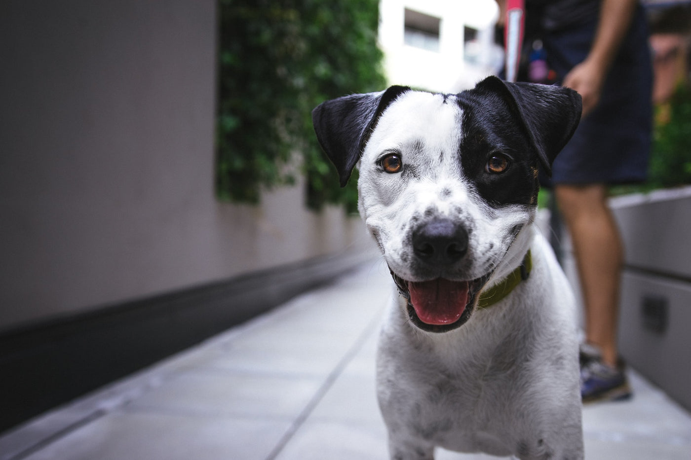 Früchte, die Hunde fressen können und nicht fressen dürfen