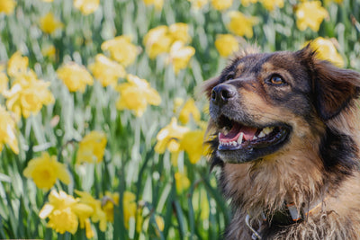 So kannst du deinem Hund Anspringen abgewöhnen