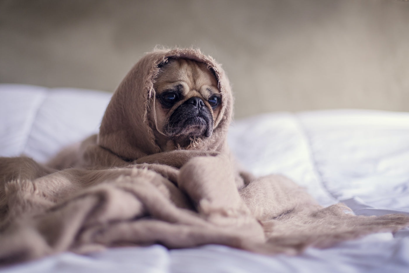 Was tun wenn mein Hund spuckt? Hundeerbrechen analysieren